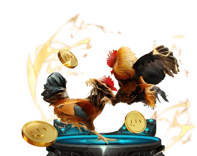 Đá gà trực tuyến từ trường gà Campuchia